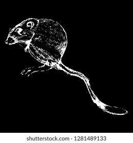 Isolated vector illustration. Desert kangaroo rat. (Dipodomys deserti). Hand drawn linear sketch. White silhouette on black background. Scratch art style. 