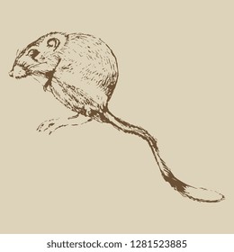 Isolated vector illustration. Desert kangaroo rat. (Dipodomys deserti). Hand drawn monochrome linear sketch. Vintage style. 