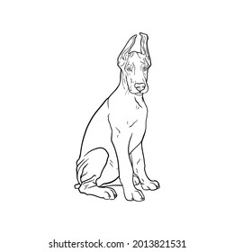 Isolated vector illustration of a Doberman puppy shit on a white background. Service, fighting dog for coloring, logo, emblem, training, pet store