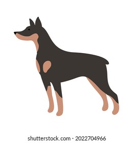 Isolated vector illustration of a Dobermann dog