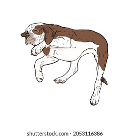 Isolated vector illustration of a dog on a white background. Bulldog as an icon, logo, template for a designer
