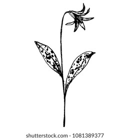 Isolated vector illustration of a dog's-tooth-violet or dogtooth violet plant. (Erythronium dens-canis). Fawn lily. Trout lily. Hand drawn linear sketch. Black and white silhouette. Doodle style.