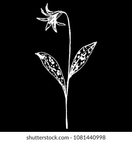 Isolated vector illustration of a dog's-tooth-violet or dogtooth violet plant. (Erythronium dens-canis). Fawn lily. Trout lily. Hand drawn linear sketch. White silhouette on black background.