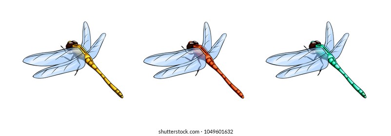 Isolated vector illustration of dragonfly in three color options.