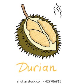 Isolated vector illustration of durian - exotic tropical fruit of Asia.
Durio zibethinus.