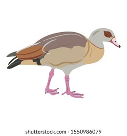 Isolated vector illustration. Egyptian goose. (Alopochen aegyptiaca). Stylized African duck bird. Flat cartoon style.