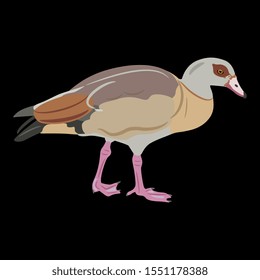 Isolated vector illustration. Egyptian goose. (Alopochen aegyptiaca). Stylized African duck bird. Flat cartoon style. On black background.