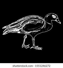 Isolated vector illustration. Egyptian goose. (Alopochen aegyptiaca). Stylized African duck bird. Hand drawn linear doodle sketch. White silhouette on black background.