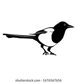 Isolated vector illustration. Eurasian Magpie bird. (Pika pika). Black and white silhouette.