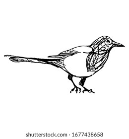 Isolated vector illustration. Eurasian Magpie bird. (Pika pika). Hand drawn linear doodle sketch. Black silhouette on white background.