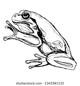 Isolated vector illustration. European tree frog. (Hyla arborea). Hand drawn linear sketch. Black silhouette on white background.