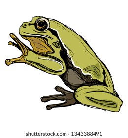 Isolated vector illustration. European tree frog. (Hyla arborea). Hand drawn sketch.