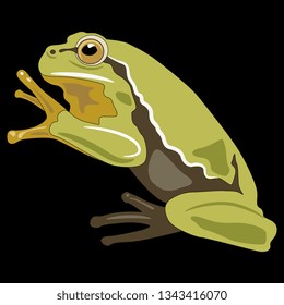 Isolated vector illustration of a European tree frog. (Hyla arborea). On black background.
