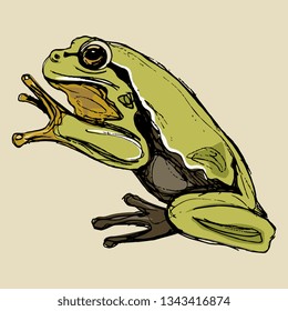 Isolated vector illustration. European tree frog. (Hyla arborea). Hand drawn sketch.
