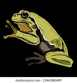 Isolated vector illustration. European tree frog. (Hyla arborea). Hand drawn art. On black background.