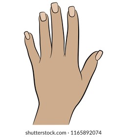Isolated vector illustration. Female hand with square nails. Top view. Hand drawn linear sketch. Cartoon style.