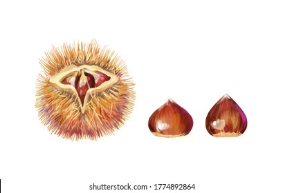 Isolated vector illustration of a few scattered chestnuts. Open chestnut prickles. Hand painted watercolor background. Concept for autumn.