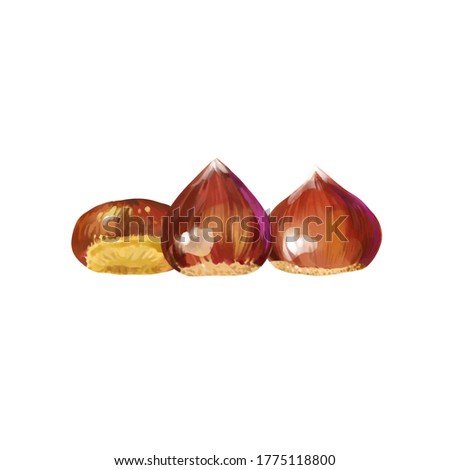 Isolated vector illustration of a few scattered chestnuts. Open chestnut prickles. Hand painted watercolor background. Concept for autumn.