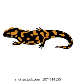 Isolated vector illustration of Fire Salamander. (Salamandra salamandra). Flat cartoon style.