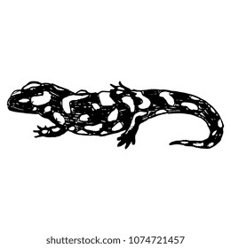 Isolated vector illustration of Fire Salamander. (Salamandra salamandra). Black silhouette on white background. Hand drawn linear sketch. Doodle style.