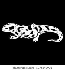 Isolated vector illustration of Fire Salamander. (Salamandra salamandra). White silhouette on black background. Hand drawn linear sketch. Doodle style.