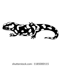 Isolated vector illustration of a fire salamander. (Salamandra salamandra). Black and white silhouette.