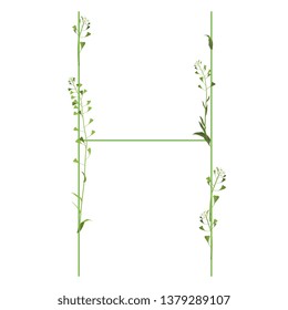 Isolated vector illustration. Floral alphabet with shepherd's purse flowers. Capital letter H.