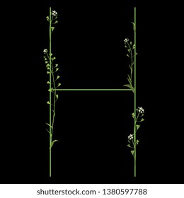 Isolated vector illustration. Floral alphabet with shepherd's purse flowers. Capital letter H. On black background.