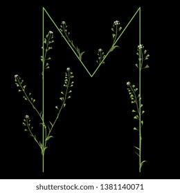 Isolated vector illustration. Floral alphabet with shepherd's purse flowers. Capital letter M. On black background.