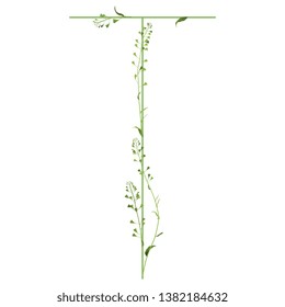 Isolated vector illustration. Floral alphabet with shepherd's purse flowers. Capital letter T.