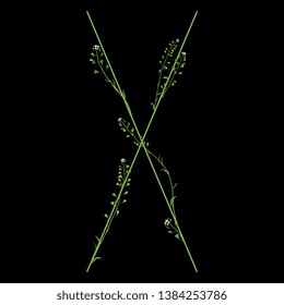 Isolated vector illustration. Floral alphabet with shepherd's purse flowers. Capital letter X. On black background.