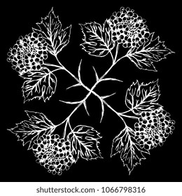 Isolated vector illustration. Floral decorative element made of four branches of blooming viburnum plant. Based on hand drawn ink sketch. White silhouette on black background.