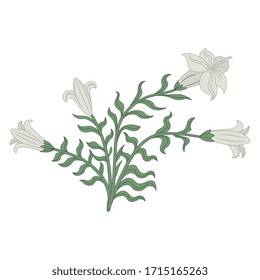 Isolated vector illustration. Floral motif. Bouquet of white lilies. Datura plant bush.