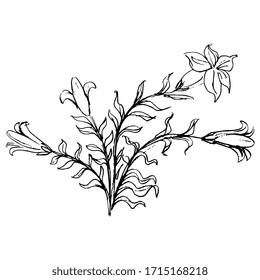 Isolated vector illustration. Floral motif. Bouquet of white lilies. Datura plant bush. Hand drawn linear doodle ink sketch. Black silhouette on white background.