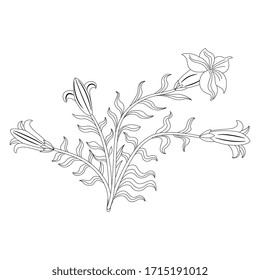 Isolated vector illustration. Floral motif. Bouquet of white lilies. Datura plant bush. Black and white linear silhouette.