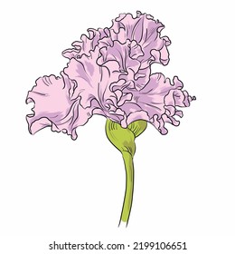 Isolated vector illustration of flower pink carnation on white background.