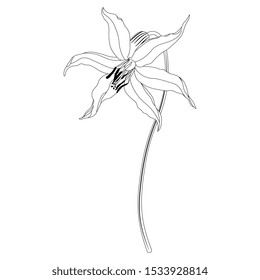 Isolated vector illustration. Flower of wild lily. Erythronium hendersonii. Black and white linear silhouette.