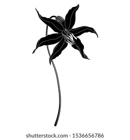 Isolated vector illustration. Flower of wild lily. Erythronium hendersonii. Black and white silhouette.