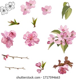 Isolated vector illustration of flowers and leaves of an apple tree. For decorative compositions.