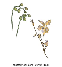 Isolated vector illustration of flowers and leaves. Flower as a blank for designers, logo, print, emblem