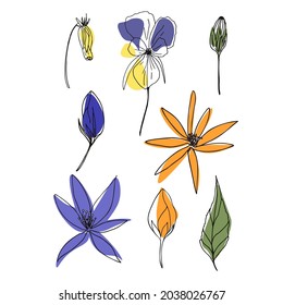 Ilustración vectorial aislada de flores sobre un fondo blanco. Seth Lily, deja como blanco para un diseñador, logotipo, icono, etiqueta, eco