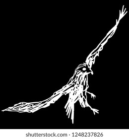 Isolated vector illustration of a flying hawk. White silhouette on black background.