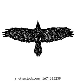 Isolated vector illustration. Flying raven bird. Hand drawn rough ink sketch. Black silhouette on white background.