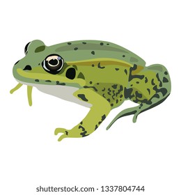 Isolated vector illustration of a frog. Flat cartoon style.