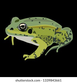 Isolated vector illustration of a frog. Flat cartoon style. On black background.