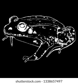 Isolated vector illustration of a frog. Hand drawn linear ink sketch. White silhouette on black background.