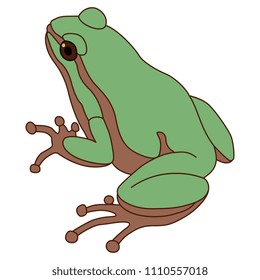 Isolated vector illustration of a frog Hyla arborea. Flat cartoon style.