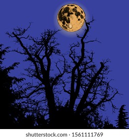 Isolated vector illustration. Full moon in night sky over silhouettes of bare deciduous trees.