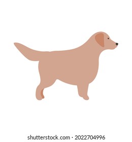 Isolated vector illustration of a Golden retriever dog