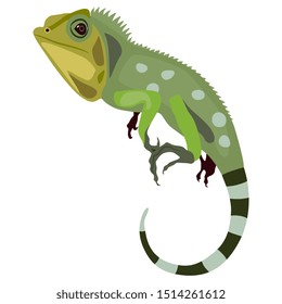 Isolated vector illustration. Green iguana lizard. Flat cartoon style.